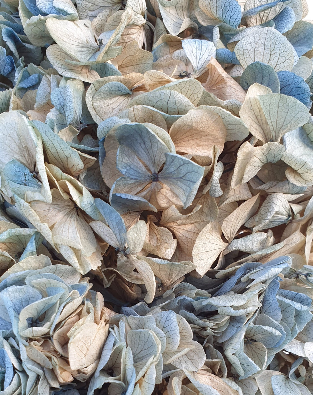 Preserved Teal Hydrangea