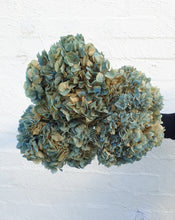 Load image into Gallery viewer, Preserved Teal Hydrangea | Grown Florist