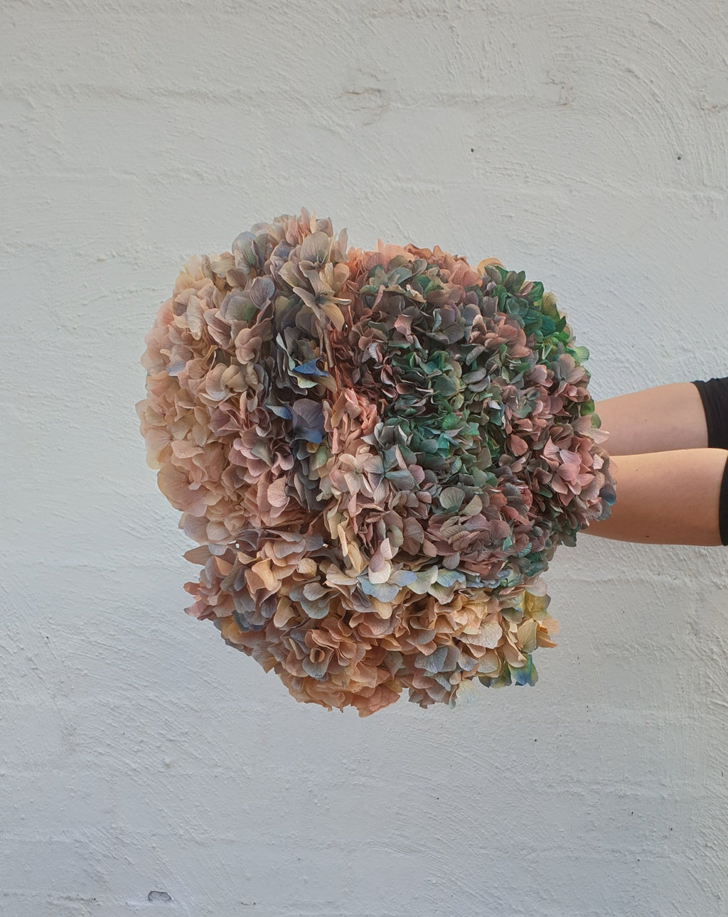 Preserved Galaxy Hydrangea | Grown Florist