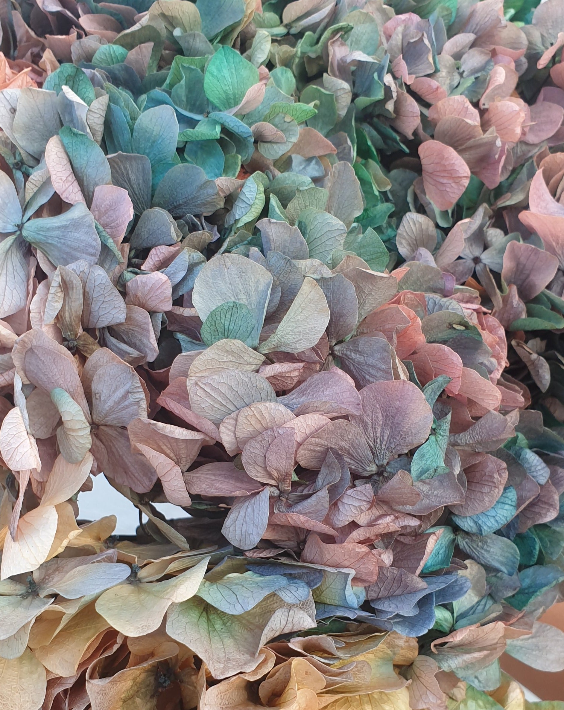 Preserved Galaxy Hydrangea
