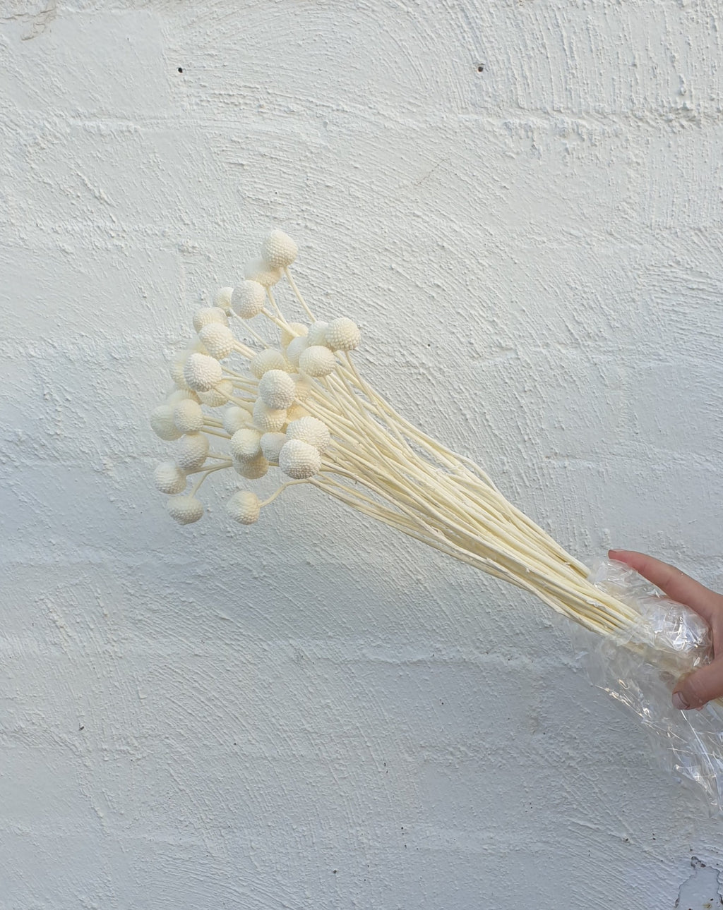 Preserved Billy Buttons