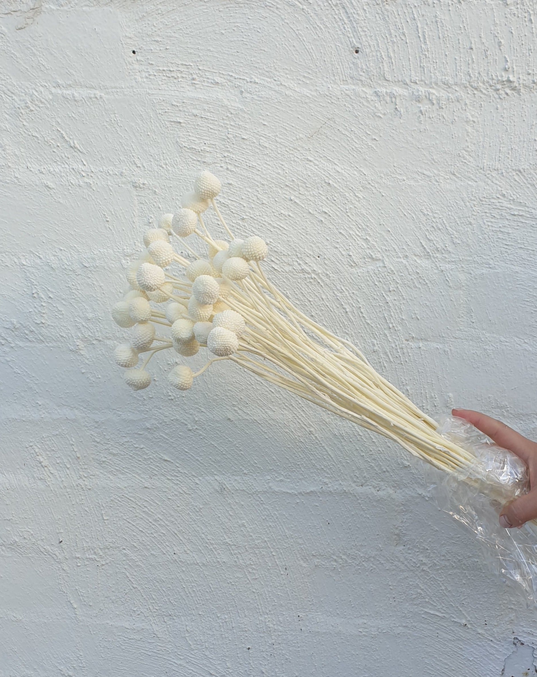 Preserved Billy Buttons