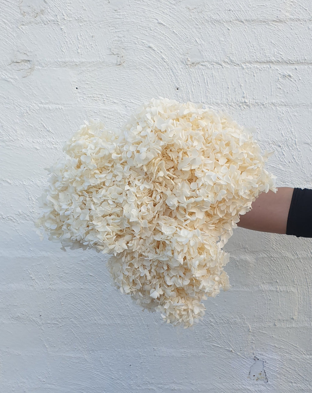 Preserved White Hydrangea | Grown Florist