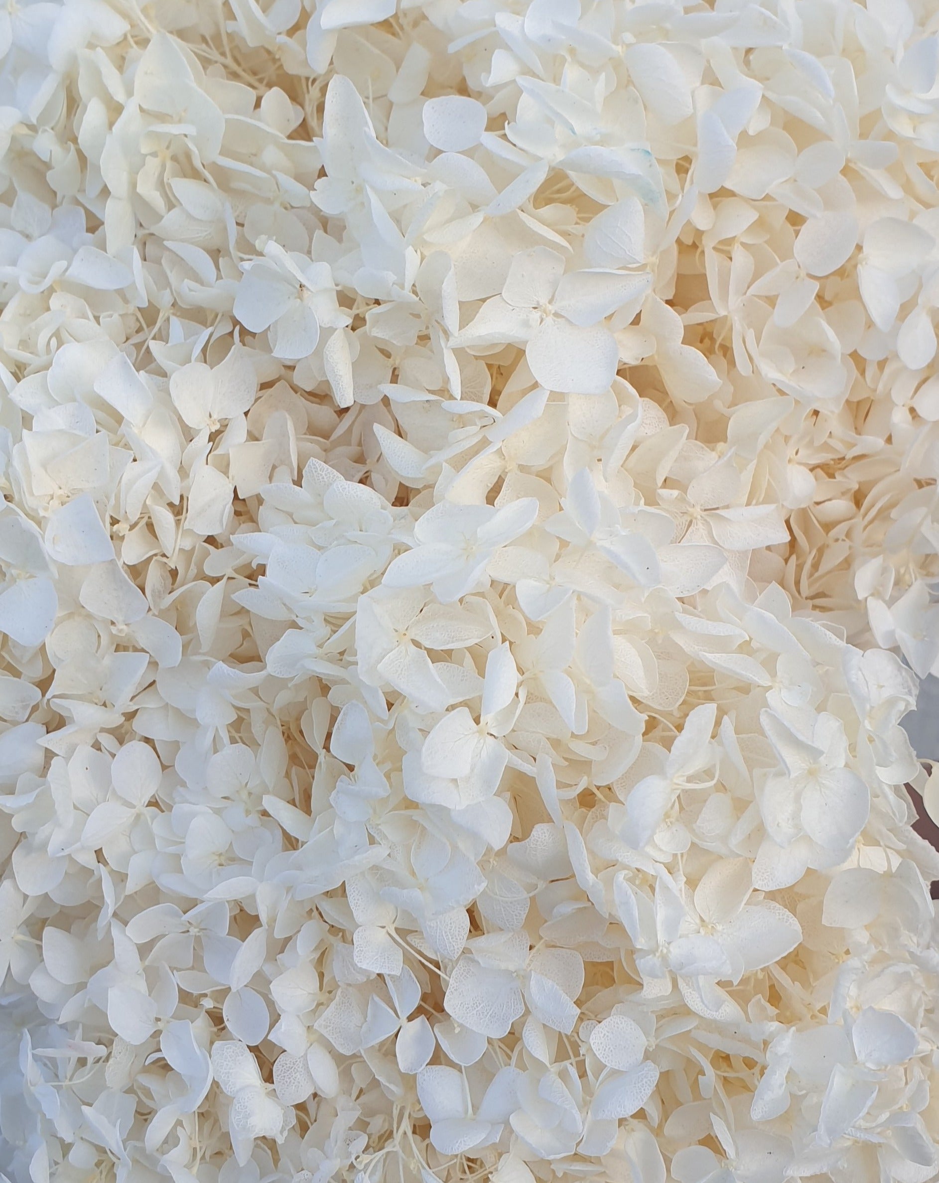 Preserved White Hydrangea