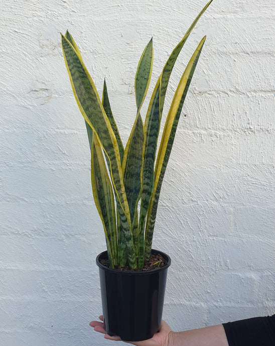 Sanseveria