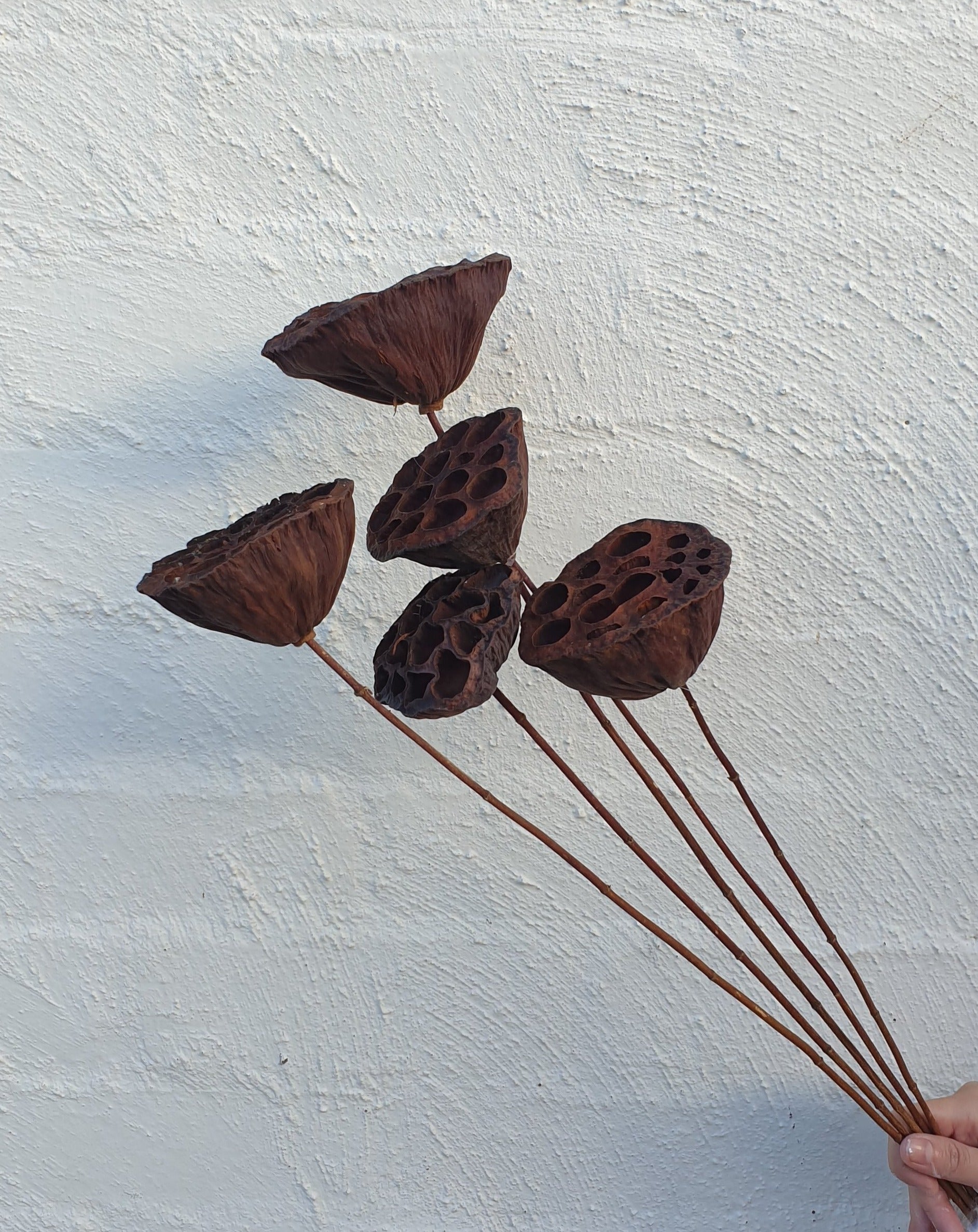 Preserved Lotus Pods | Grown Florist