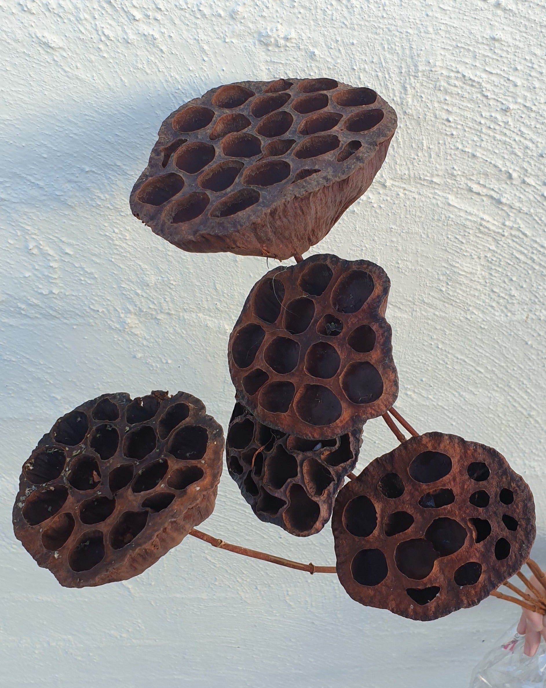 Preserved Lotus Pods