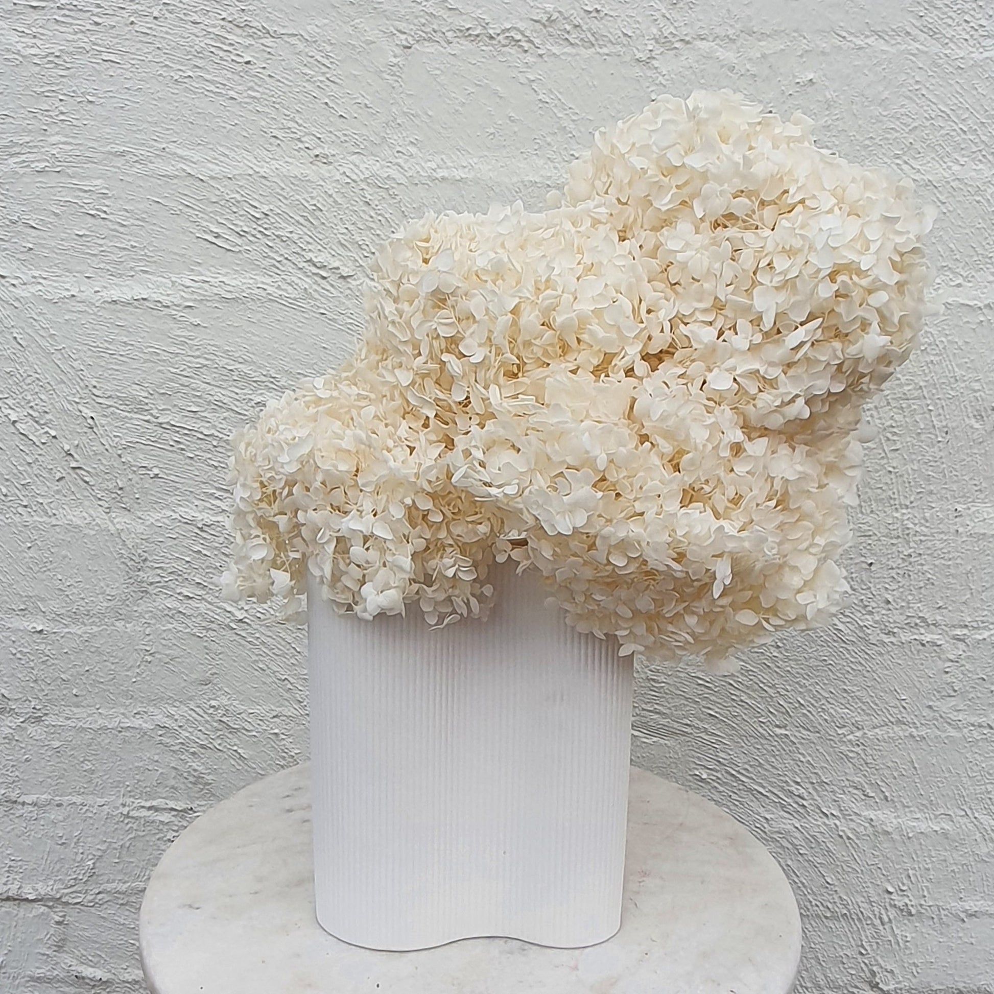 Preserved Hydrangea en masse