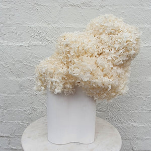 Preserved Hydrangea en masse
