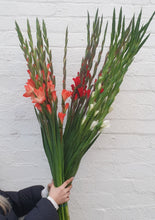 Load image into Gallery viewer, Gladioli