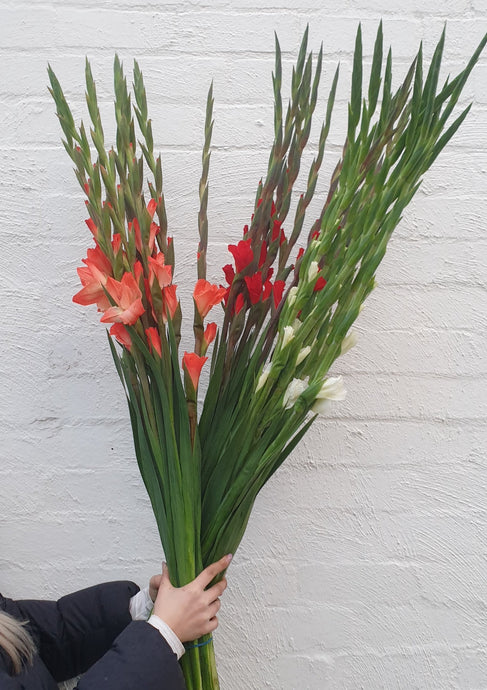 Gladioli