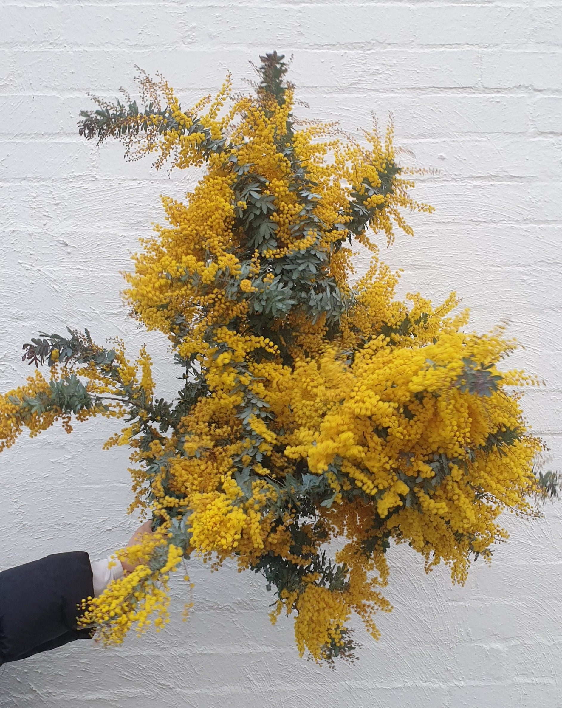 Flowering Wattle