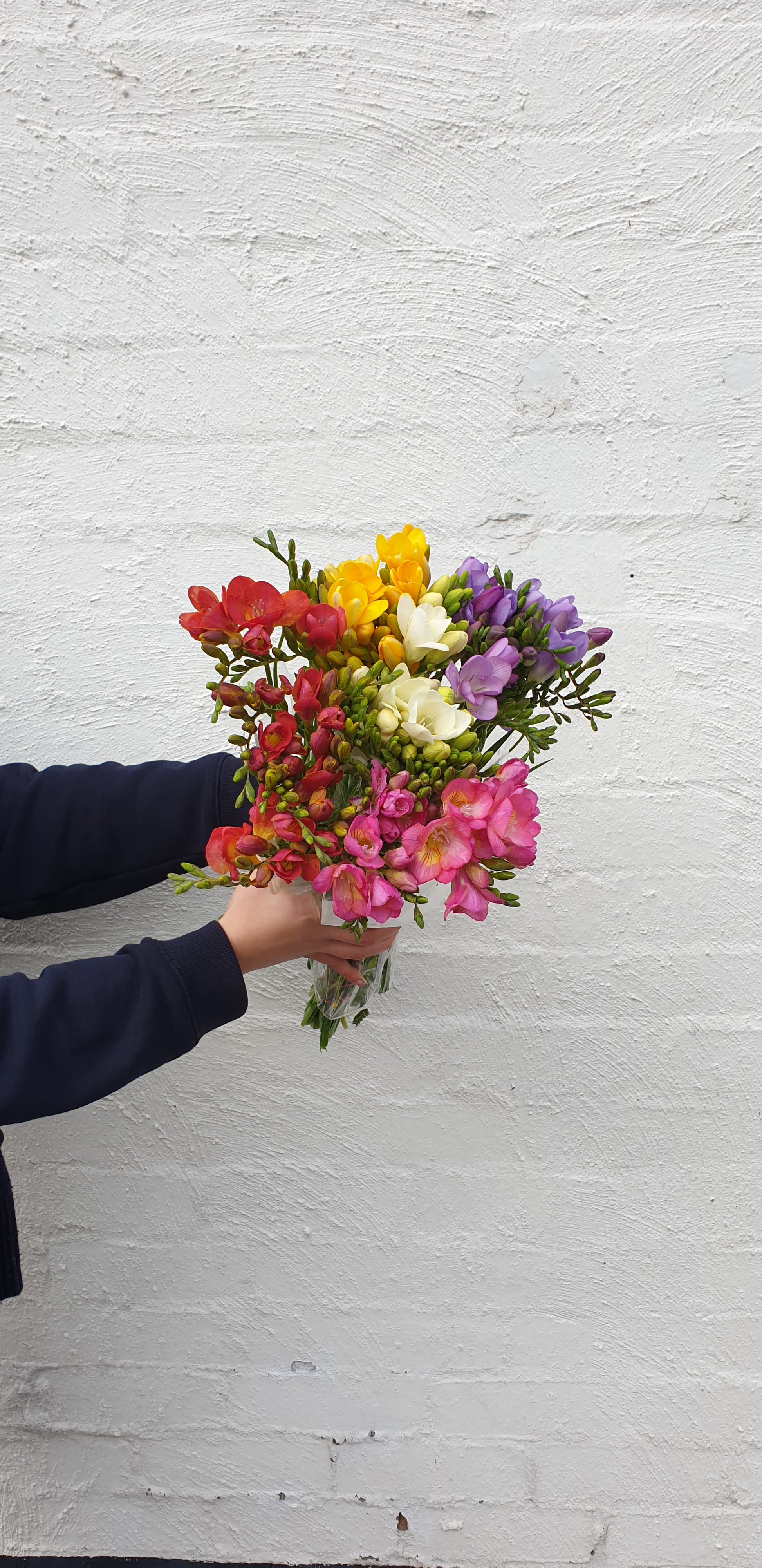 Freesia