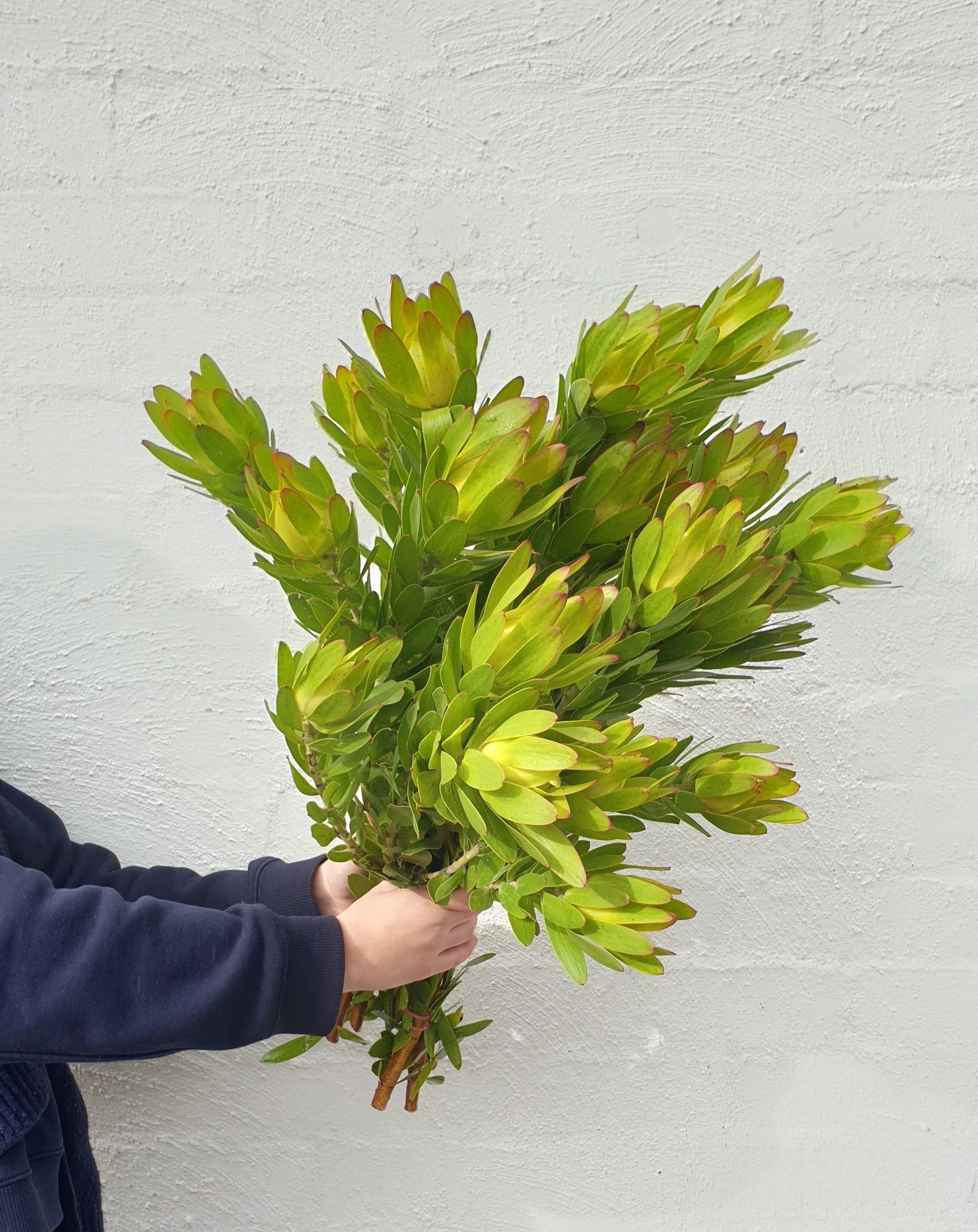 Leucadendron