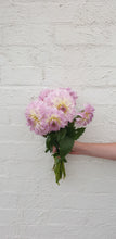 Load image into Gallery viewer, Dahlias