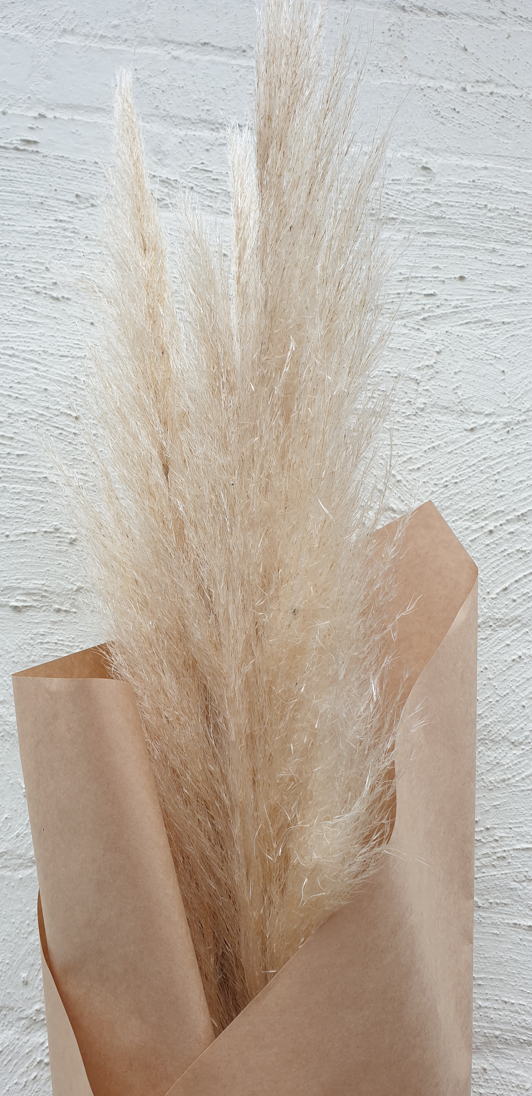 Preserved Pampas | Grown Florist