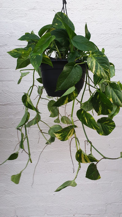 Hanging Devil's Ivy Basket