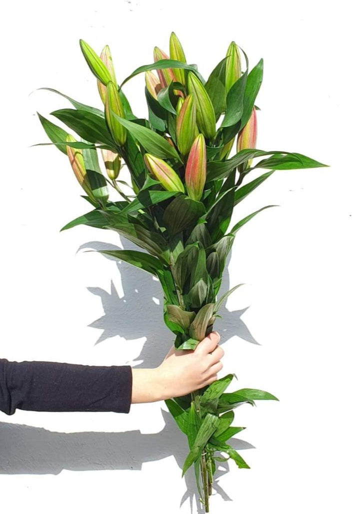 Oriental Lilies