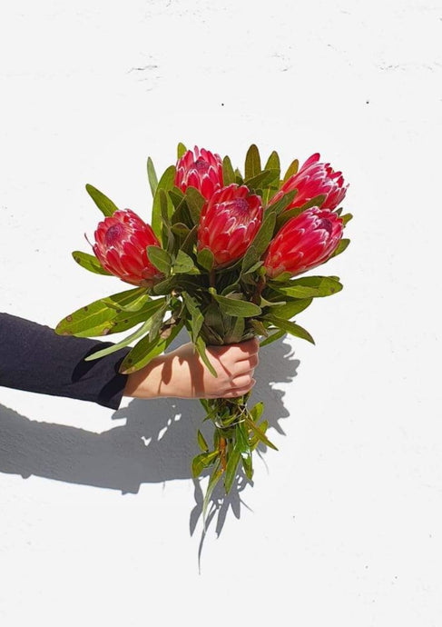 Pink Ice Protea