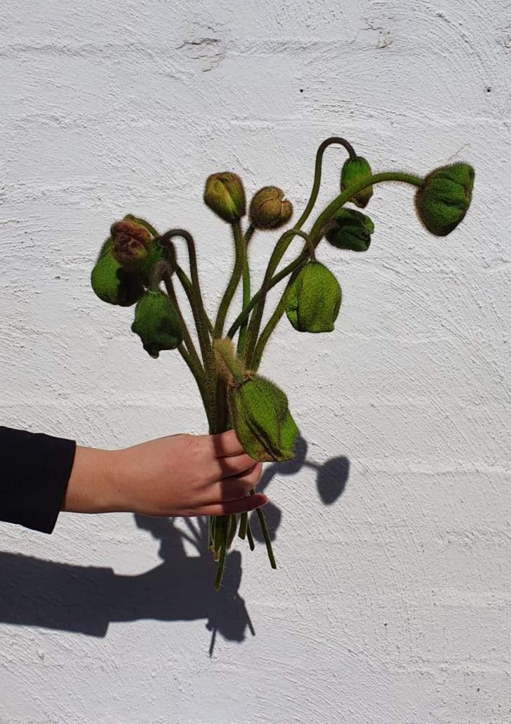 Giant Poppies