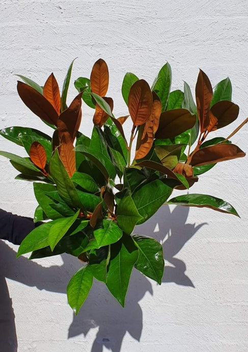 Magnolia