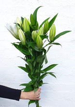 Load image into Gallery viewer, Oriental Lilies | Grown Florist