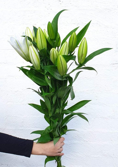 Oriental Lilies | Grown Florist