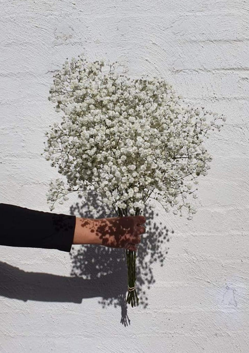Gypsophilia | Grown Florist