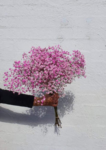Gypsophilia