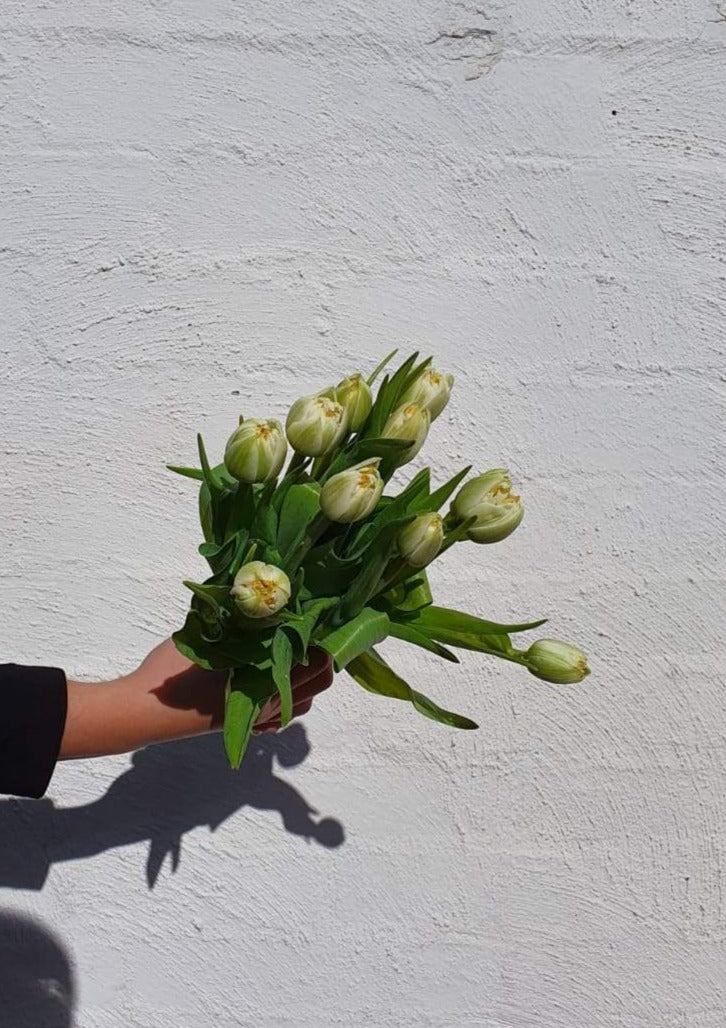 Tulips | Grown Florist