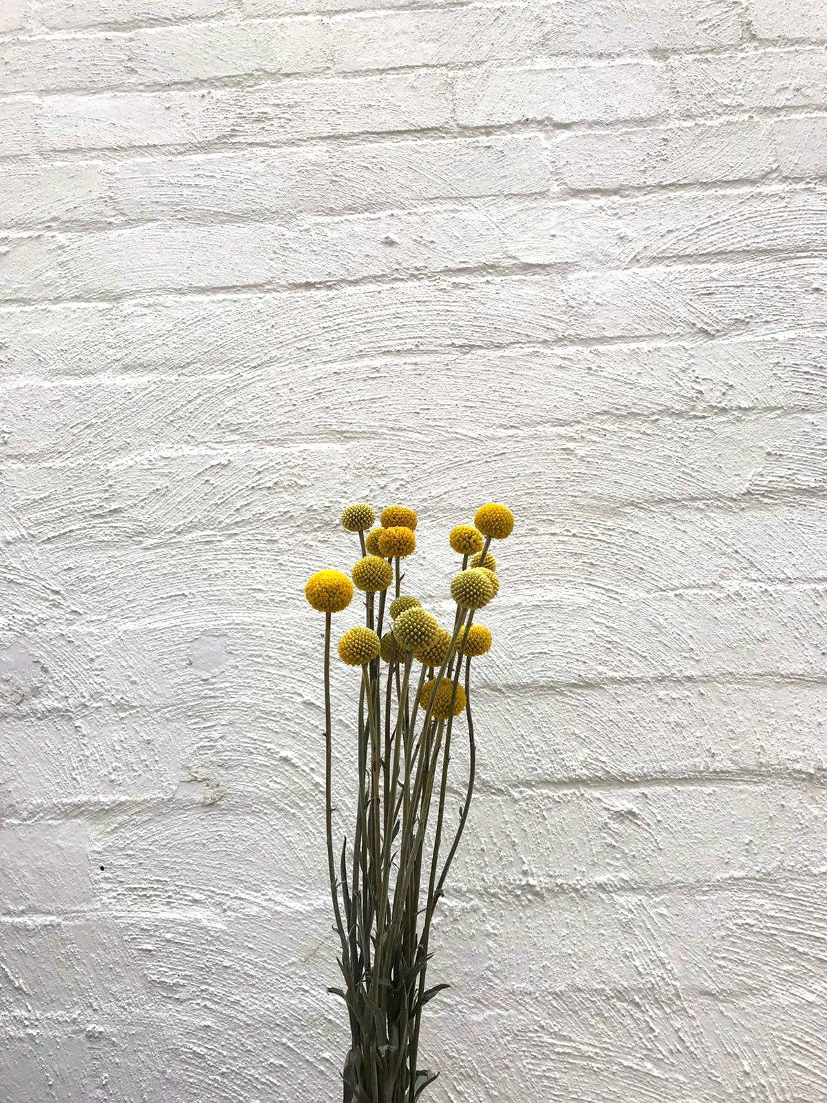 Billy Buttons