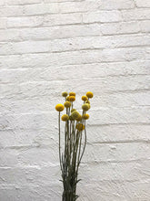 Load image into Gallery viewer, Billy Buttons