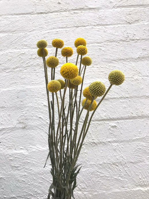 Billy Buttons