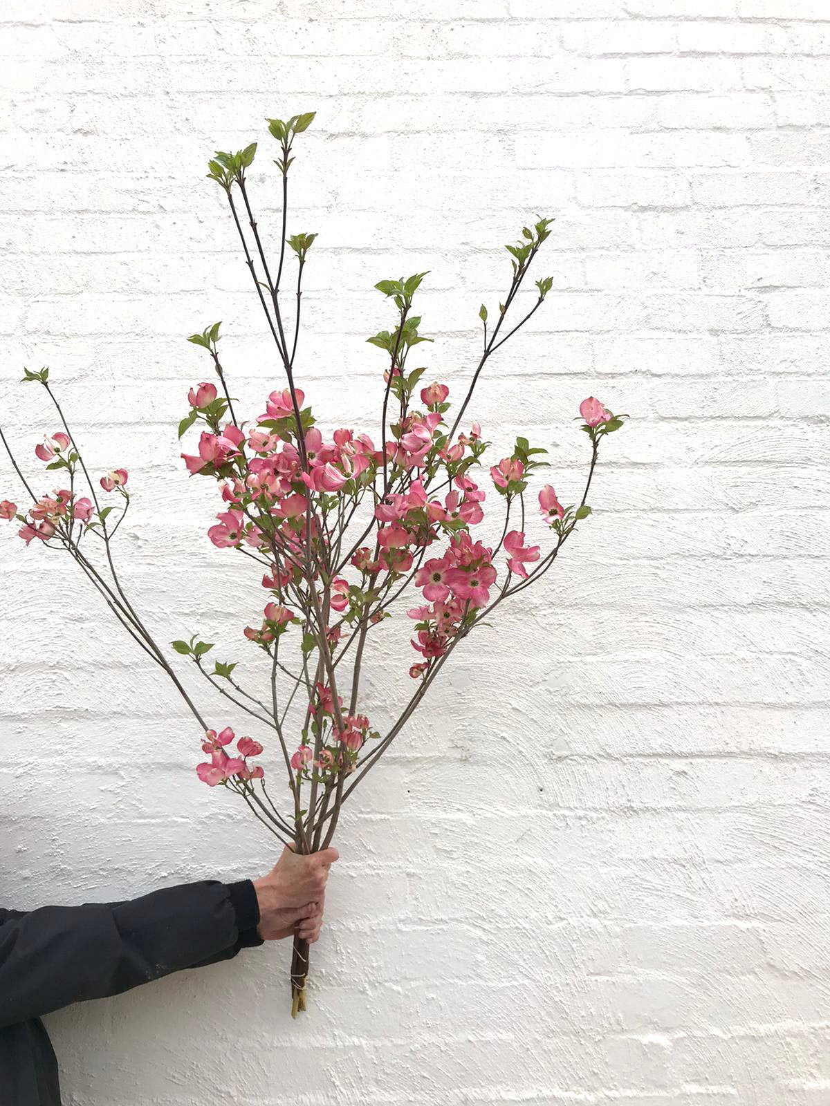 Dogwood