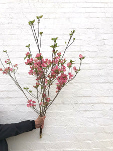 Dogwood