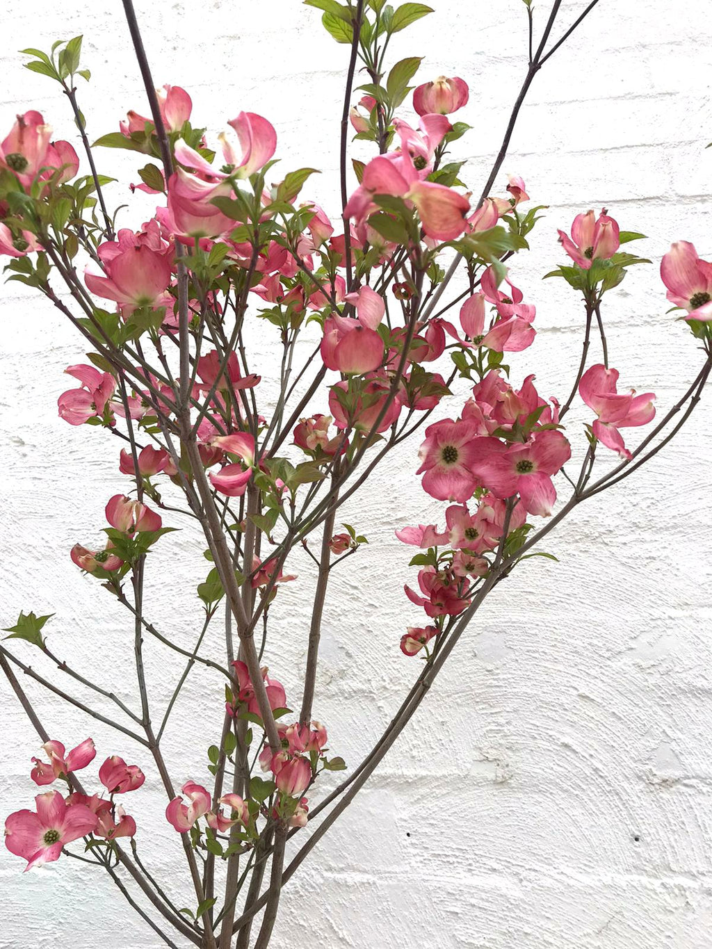 Dogwood