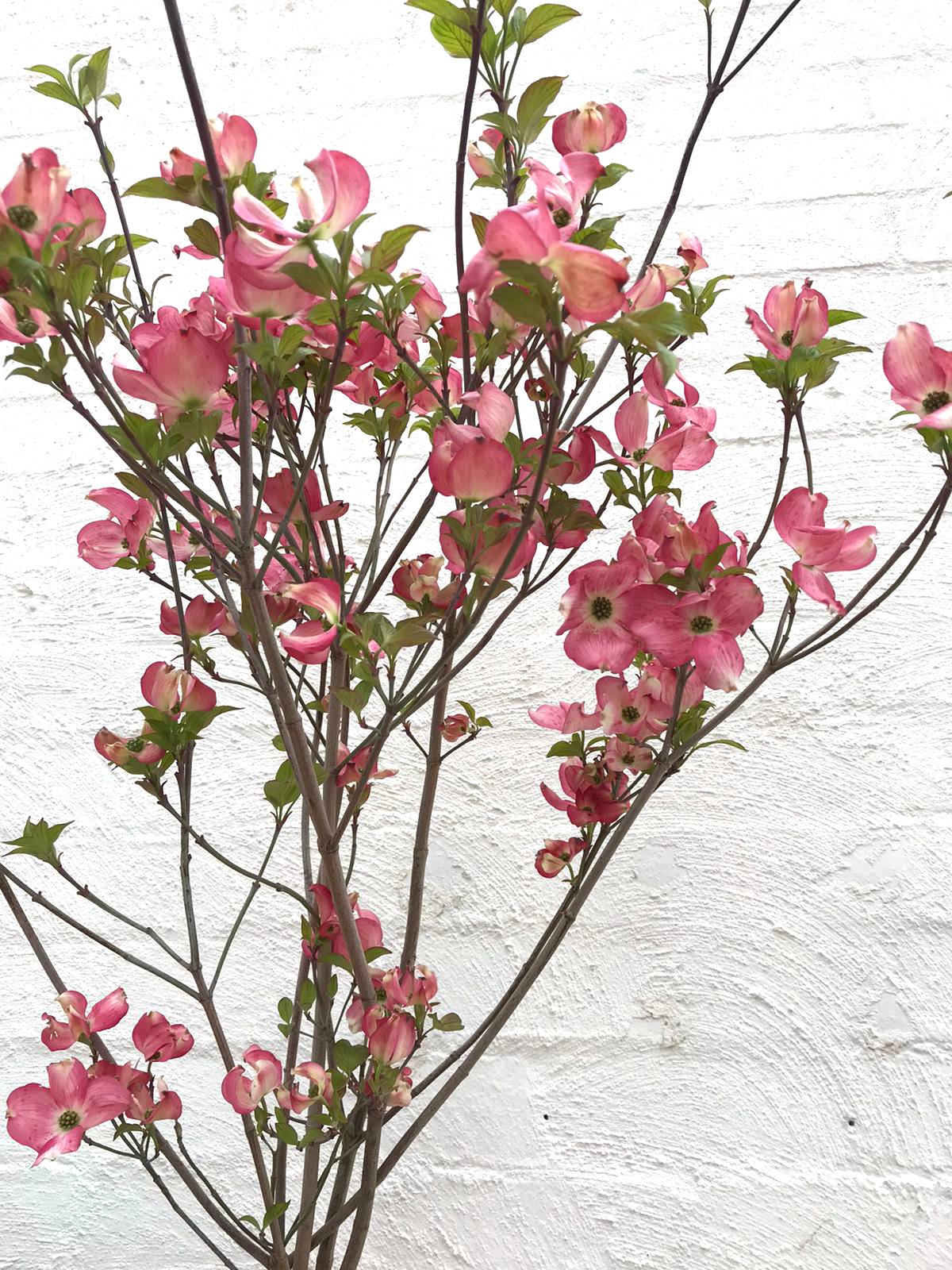 Dogwood