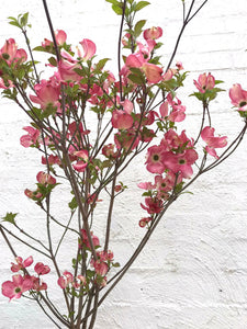 Dogwood