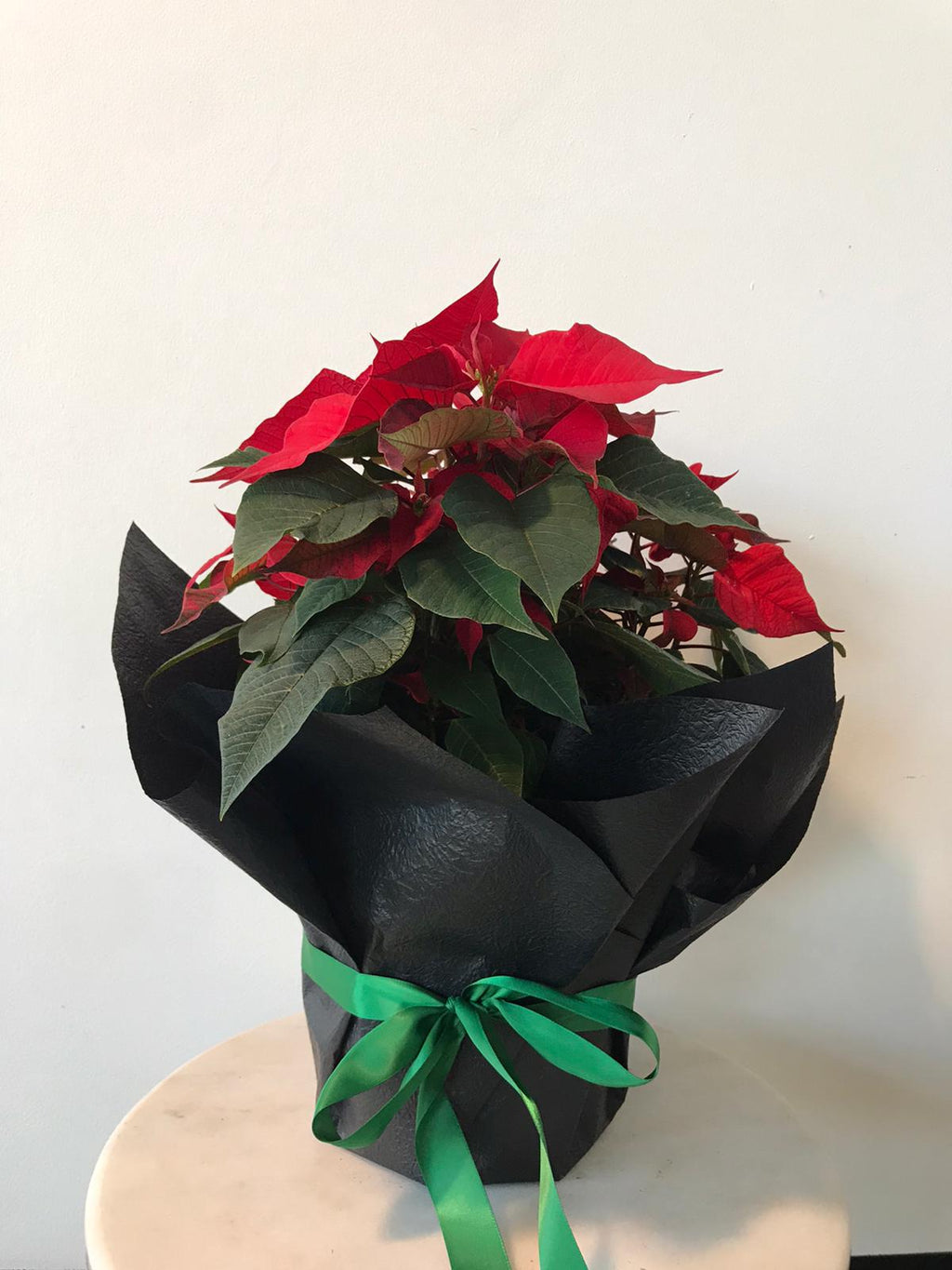 Poinsettia