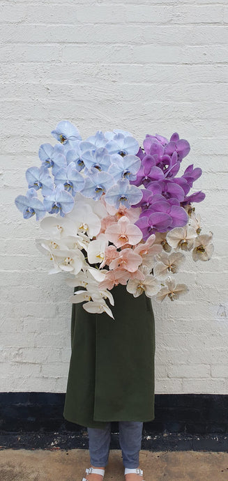 Phalaenopsis Orchid Stem