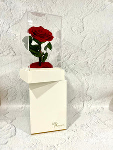 Preserved acrylic rose cube