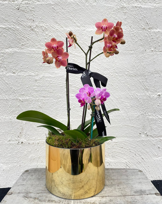 Metallic Phalaenopsis Vase - Small