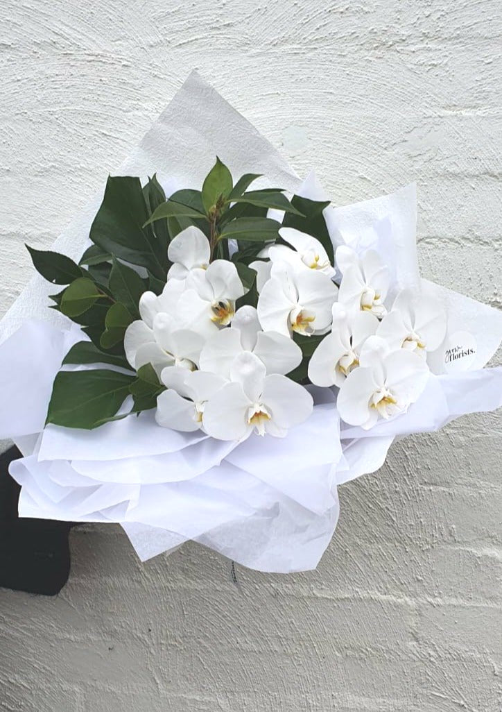 White Phalaenopsis en Masse
