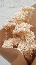 Load image into Gallery viewer, Preserved Rice Flower
