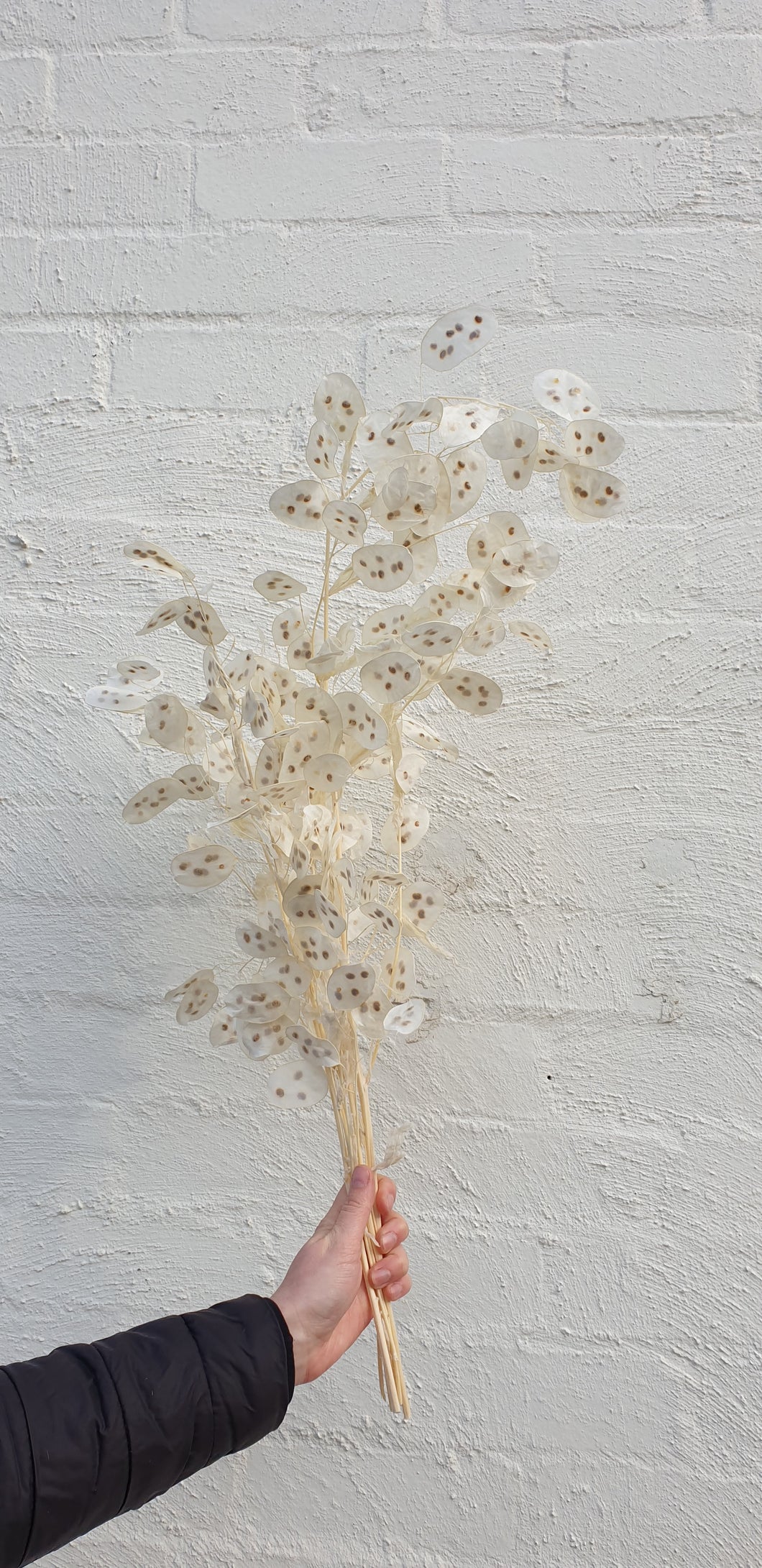 Preserved Honesty | Grown Florist